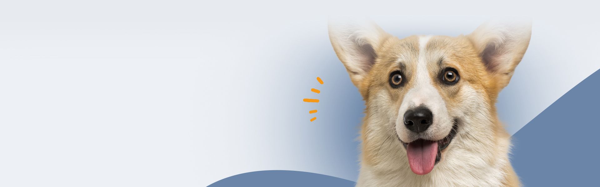 smiling welsh corgi dog on blue background