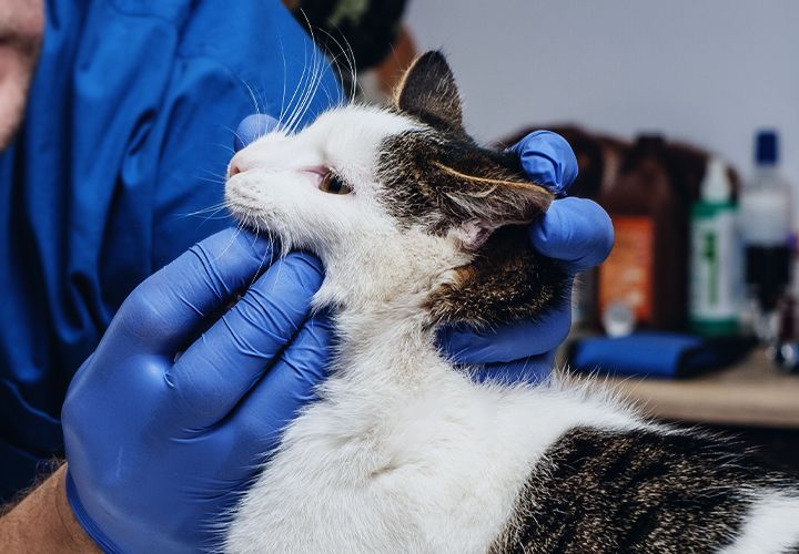 vet checking cat's teeth and mouth