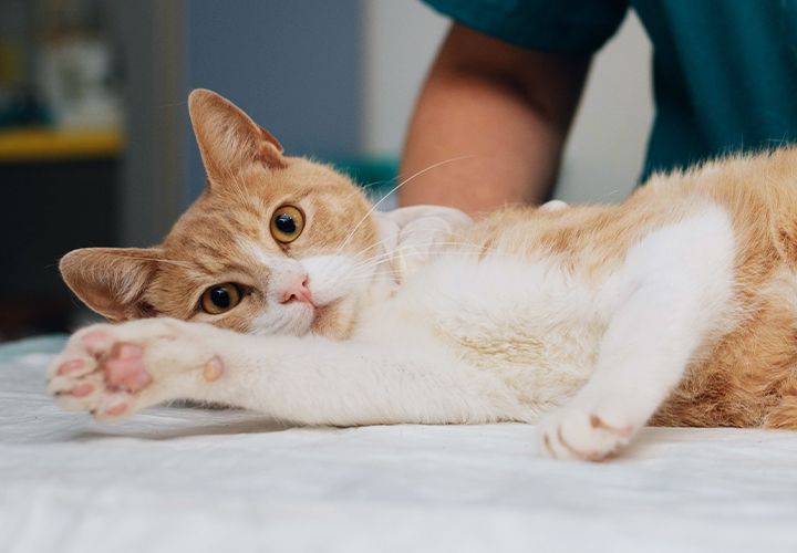 adorable cat at the vet