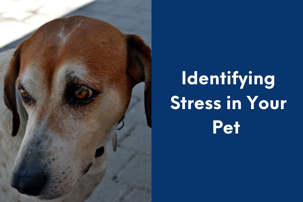 Identifying-Stress-in-Your-Pet--2