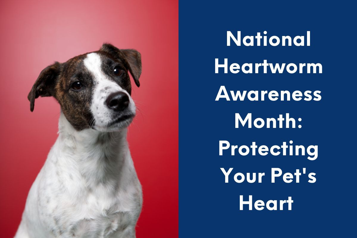 National-Heartworm-Awareness-Month-Protecting-Your-Pets-Heart--9