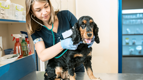 Early Detection, Lifelong Protection: Why Regular Vet Check-Ups Are Essential for Your Pet's Health