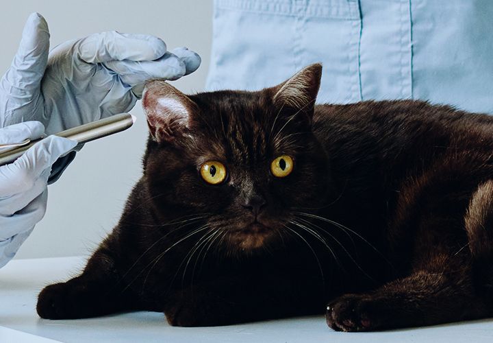 veterinarians examining black cat