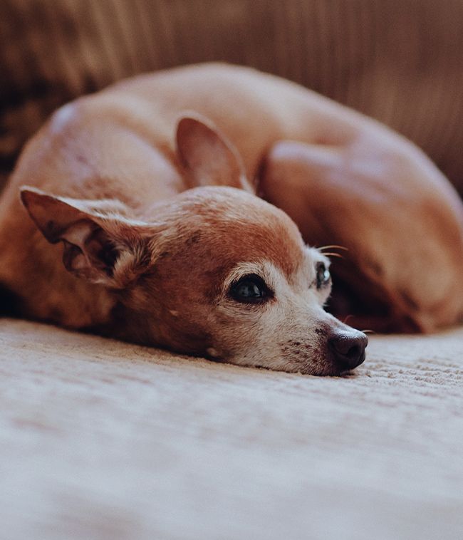 old chihuahua dog lying on the sofa