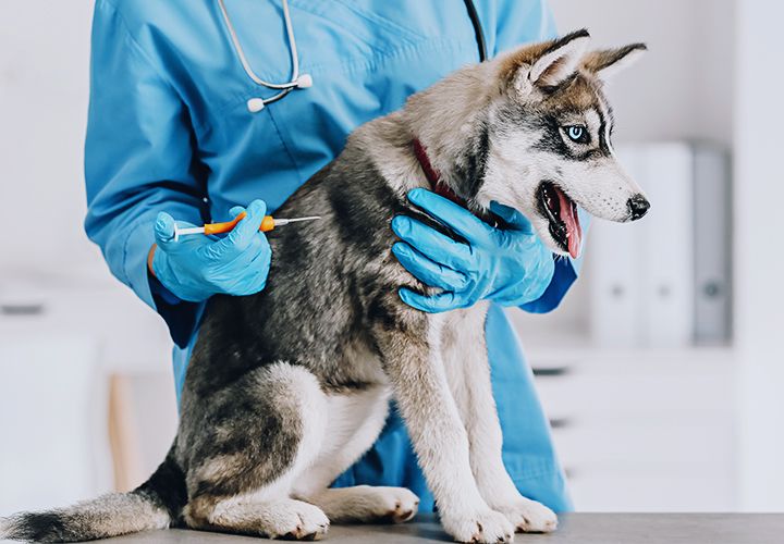 veterinarian microchipping husky puppy