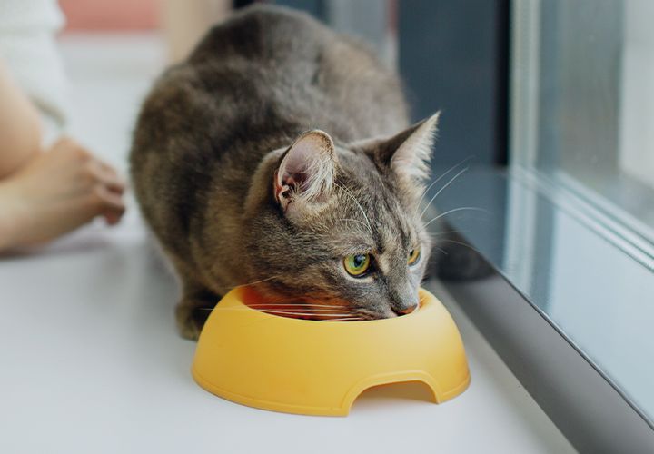 gray cat eating next to his owner