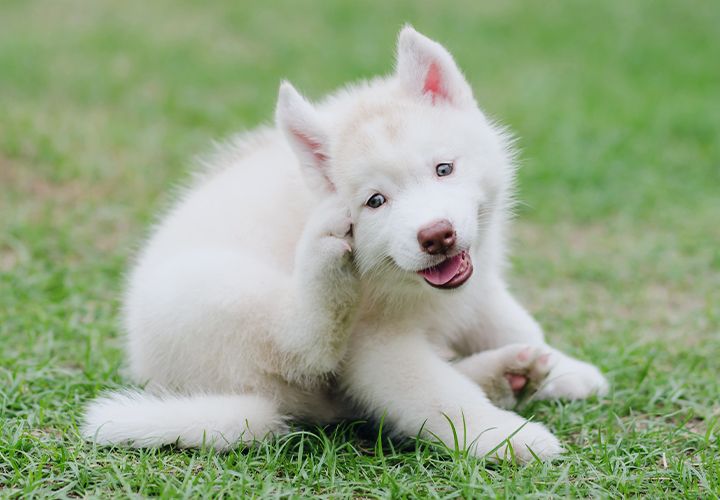 husky dog scratching himself