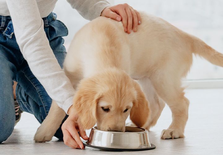 girl feeding her golden retriever puppy