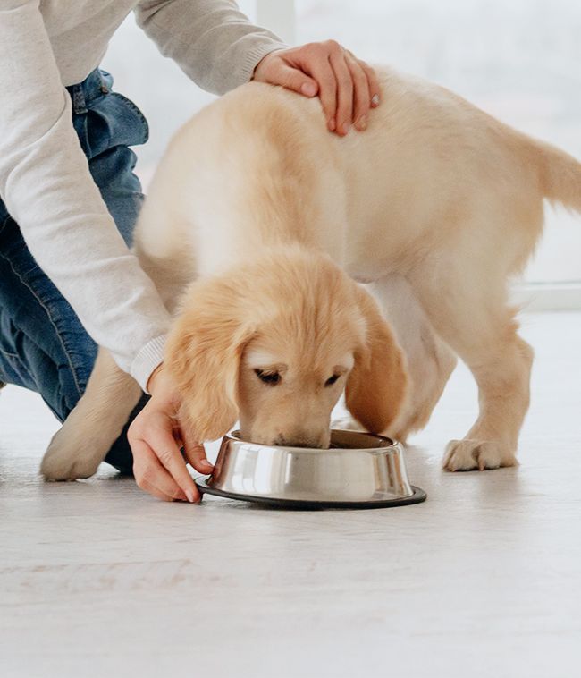 girl feeding her golden retriever puppy