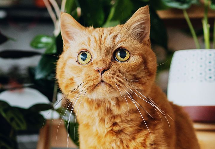 orange old cat among green plants