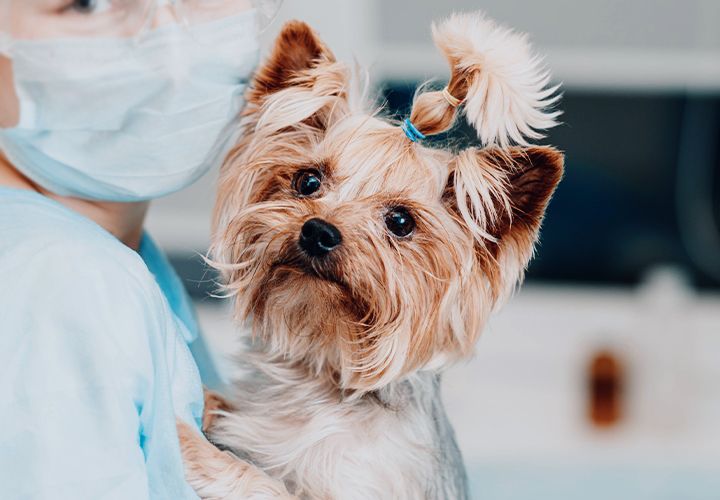 vet holding a yorkshire terrier puppy