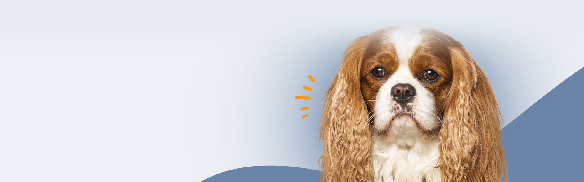 cavalier king charles dog on blue background