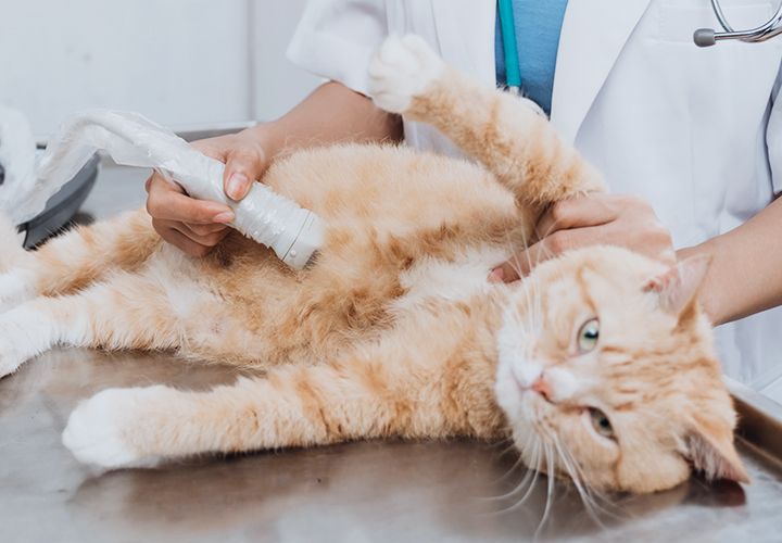 vet doing ultrasound on cat
