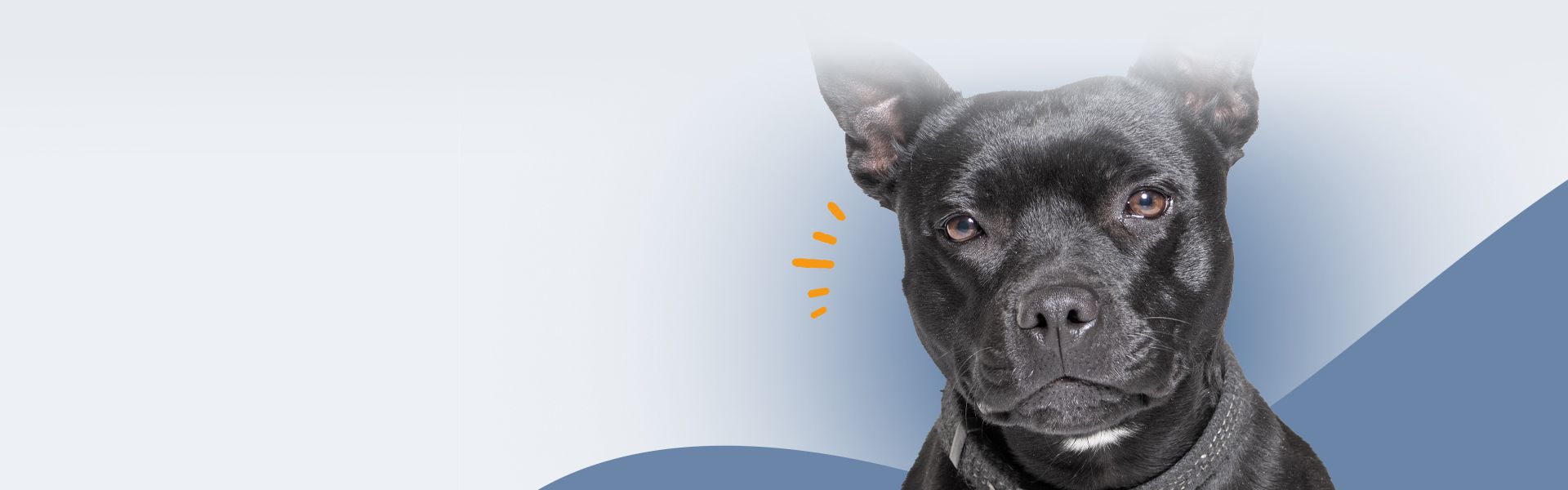 black american staffordshire terrier dog on blue background